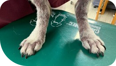 柴犬の皮膚病②